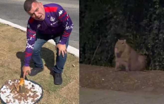 Capivaras “vândalas” atacam jardim e viram atração em Barra Mansa